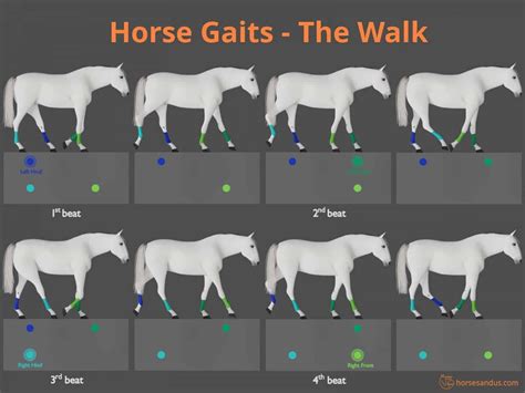 horse racing gallop|The 4 Basic Horse Gaits Explained [Diagrams & Animations].